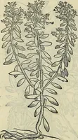 An illustration from Petri Andreae Matthioli Senensis serenissimi Principis Ferdinandi Archiducis Austriae & c., Medici, Commentarii secundo aucti : in libros sex Pedacii Dioscoridis Anazarbei de medica materia. Adiectis quàm plurimis plantarum, & animalium imaginibus quae in priore editione non habentur, eodem authore : his accessit eiusdem apologia adversus Amathum Lusitanum cum censura in eiusdem enarrationes (1558)