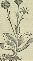 Picture 490 of 711 from Petri Andreae Matthioli Senensis serenissimi Principis Ferdinandi Archiducis Austriae & c., Medici, Commentarii secundo aucti : in libros sex Pedacii Dioscoridis Anazarbei de medica materia. Adiectis quàm plurimis plantarum, & animalium imaginibus quae in priore editione non habentur, eodem authore : his accessit eiusdem apologia adversus Amathum Lusitanum cum censura in eiusdem enarrationes (1558), leaf 579