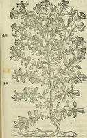An illustration from Petri Andreae Matthioli Senensis serenissimi Principis Ferdinandi Archiducis Austriae & c., Medici, Commentarii secundo aucti : in libros sex Pedacii Dioscoridis Anazarbei de medica materia. Adiectis quàm plurimis plantarum, & animalium imaginibus quae in priore editione non habentur, eodem authore : his accessit eiusdem apologia adversus Amathum Lusitanum cum censura in eiusdem enarrationes (1558)