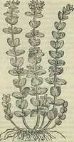 Picture 492 of 711 from Petri Andreae Matthioli Senensis serenissimi Principis Ferdinandi Archiducis Austriae & c., Medici, Commentarii secundo aucti : in libros sex Pedacii Dioscoridis Anazarbei de medica materia. Adiectis quàm plurimis plantarum, & animalium imaginibus quae in priore editione non habentur, eodem authore : his accessit eiusdem apologia adversus Amathum Lusitanum cum censura in eiusdem enarrationes (1558), leaf 581
