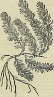 An illustration from Petri Andreae Matthioli Senensis serenissimi Principis Ferdinandi Archiducis Austriae & c., Medici, Commentarii secundo aucti : in libros sex Pedacii Dioscoridis Anazarbei de medica materia. Adiectis quàm plurimis plantarum, & animalium imaginibus quae in priore editione non habentur, eodem authore : his accessit eiusdem apologia adversus Amathum Lusitanum cum censura in eiusdem enarrationes (1558)