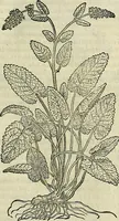 An illustration from Petri Andreae Matthioli Senensis serenissimi Principis Ferdinandi Archiducis Austriae & c., Medici, Commentarii secundo aucti : in libros sex Pedacii Dioscoridis Anazarbei de medica materia. Adiectis quàm plurimis plantarum, & animalium imaginibus quae in priore editione non habentur, eodem authore : his accessit eiusdem apologia adversus Amathum Lusitanum cum censura in eiusdem enarrationes (1558)