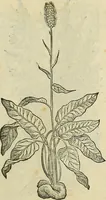 An illustration from Petri Andreae Matthioli Senensis serenissimi Principis Ferdinandi Archiducis Austriae & c., Medici, Commentarii secundo aucti : in libros sex Pedacii Dioscoridis Anazarbei de medica materia. Adiectis quàm plurimis plantarum, & animalium imaginibus quae in priore editione non habentur, eodem authore : his accessit eiusdem apologia adversus Amathum Lusitanum cum censura in eiusdem enarrationes (1558)