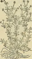 Picture 499 of 711 from Petri Andreae Matthioli Senensis serenissimi Principis Ferdinandi Archiducis Austriae & c., Medici, Commentarii secundo aucti : in libros sex Pedacii Dioscoridis Anazarbei de medica materia. Adiectis quàm plurimis plantarum, & animalium imaginibus quae in priore editione non habentur, eodem authore : his accessit eiusdem apologia adversus Amathum Lusitanum cum censura in eiusdem enarrationes (1558), leaf 586