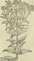 Picture 500 of 711 from Petri Andreae Matthioli Senensis serenissimi Principis Ferdinandi Archiducis Austriae & c., Medici, Commentarii secundo aucti : in libros sex Pedacii Dioscoridis Anazarbei de medica materia. Adiectis quàm plurimis plantarum, & animalium imaginibus quae in priore editione non habentur, eodem authore : his accessit eiusdem apologia adversus Amathum Lusitanum cum censura in eiusdem enarrationes (1558), leaf 587