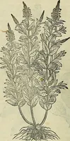 An illustration from Petri Andreae Matthioli Senensis serenissimi Principis Ferdinandi Archiducis Austriae & c., Medici, Commentarii secundo aucti : in libros sex Pedacii Dioscoridis Anazarbei de medica materia. Adiectis quàm plurimis plantarum, & animalium imaginibus quae in priore editione non habentur, eodem authore : his accessit eiusdem apologia adversus Amathum Lusitanum cum censura in eiusdem enarrationes (1558)