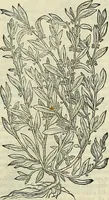 An illustration from Petri Andreae Matthioli Senensis serenissimi Principis Ferdinandi Archiducis Austriae & c., Medici, Commentarii secundo aucti : in libros sex Pedacii Dioscoridis Anazarbei de medica materia. Adiectis quàm plurimis plantarum, & animalium imaginibus quae in priore editione non habentur, eodem authore : his accessit eiusdem apologia adversus Amathum Lusitanum cum censura in eiusdem enarrationes (1558)