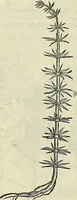 An illustration from Petri Andreae Matthioli Senensis serenissimi Principis Ferdinandi Archiducis Austriae & c., Medici, Commentarii secundo aucti : in libros sex Pedacii Dioscoridis Anazarbei de medica materia. Adiectis quàm plurimis plantarum, & animalium imaginibus quae in priore editione non habentur, eodem authore : his accessit eiusdem apologia adversus Amathum Lusitanum cum censura in eiusdem enarrationes (1558)