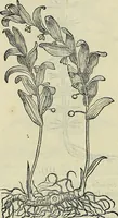 An illustration from Petri Andreae Matthioli Senensis serenissimi Principis Ferdinandi Archiducis Austriae & c., Medici, Commentarii secundo aucti : in libros sex Pedacii Dioscoridis Anazarbei de medica materia. Adiectis quàm plurimis plantarum, & animalium imaginibus quae in priore editione non habentur, eodem authore : his accessit eiusdem apologia adversus Amathum Lusitanum cum censura in eiusdem enarrationes (1558)