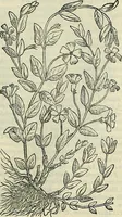 Picture 505 of 711 from Petri Andreae Matthioli Senensis serenissimi Principis Ferdinandi Archiducis Austriae & c., Medici, Commentarii secundo aucti : in libros sex Pedacii Dioscoridis Anazarbei de medica materia. Adiectis quàm plurimis plantarum, & animalium imaginibus quae in priore editione non habentur, eodem authore : his accessit eiusdem apologia adversus Amathum Lusitanum cum censura in eiusdem enarrationes (1558), leaf 590