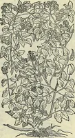 Picture 506 of 711 from Petri Andreae Matthioli Senensis serenissimi Principis Ferdinandi Archiducis Austriae & c., Medici, Commentarii secundo aucti : in libros sex Pedacii Dioscoridis Anazarbei de medica materia. Adiectis quàm plurimis plantarum, & animalium imaginibus quae in priore editione non habentur, eodem authore : his accessit eiusdem apologia adversus Amathum Lusitanum cum censura in eiusdem enarrationes (1558), leaf 590