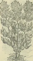 Picture 507 of 711 from Petri Andreae Matthioli Senensis serenissimi Principis Ferdinandi Archiducis Austriae & c., Medici, Commentarii secundo aucti : in libros sex Pedacii Dioscoridis Anazarbei de medica materia. Adiectis quàm plurimis plantarum, & animalium imaginibus quae in priore editione non habentur, eodem authore : his accessit eiusdem apologia adversus Amathum Lusitanum cum censura in eiusdem enarrationes (1558), leaf 591