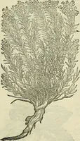 An illustration from Petri Andreae Matthioli Senensis serenissimi Principis Ferdinandi Archiducis Austriae & c., Medici, Commentarii secundo aucti : in libros sex Pedacii Dioscoridis Anazarbei de medica materia. Adiectis quàm plurimis plantarum, & animalium imaginibus quae in priore editione non habentur, eodem authore : his accessit eiusdem apologia adversus Amathum Lusitanum cum censura in eiusdem enarrationes (1558)
