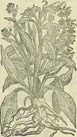 An illustration from Petri Andreae Matthioli Senensis serenissimi Principis Ferdinandi Archiducis Austriae & c., Medici, Commentarii secundo aucti : in libros sex Pedacii Dioscoridis Anazarbei de medica materia. Adiectis quàm plurimis plantarum, & animalium imaginibus quae in priore editione non habentur, eodem authore : his accessit eiusdem apologia adversus Amathum Lusitanum cum censura in eiusdem enarrationes (1558)