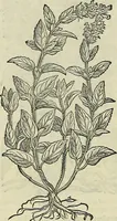 Picture 510 of 711 from Petri Andreae Matthioli Senensis serenissimi Principis Ferdinandi Archiducis Austriae & c., Medici, Commentarii secundo aucti : in libros sex Pedacii Dioscoridis Anazarbei de medica materia. Adiectis quàm plurimis plantarum, & animalium imaginibus quae in priore editione non habentur, eodem authore : his accessit eiusdem apologia adversus Amathum Lusitanum cum censura in eiusdem enarrationes (1558), leaf 593