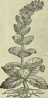 Picture 511 of 711 from Petri Andreae Matthioli Senensis serenissimi Principis Ferdinandi Archiducis Austriae & c., Medici, Commentarii secundo aucti : in libros sex Pedacii Dioscoridis Anazarbei de medica materia. Adiectis quàm plurimis plantarum, & animalium imaginibus quae in priore editione non habentur, eodem authore : his accessit eiusdem apologia adversus Amathum Lusitanum cum censura in eiusdem enarrationes (1558), leaf 593