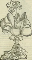Picture 512 of 711 from Petri Andreae Matthioli Senensis serenissimi Principis Ferdinandi Archiducis Austriae & c., Medici, Commentarii secundo aucti : in libros sex Pedacii Dioscoridis Anazarbei de medica materia. Adiectis quàm plurimis plantarum, & animalium imaginibus quae in priore editione non habentur, eodem authore : his accessit eiusdem apologia adversus Amathum Lusitanum cum censura in eiusdem enarrationes (1558), leaf 594