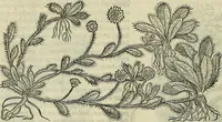 An illustration from Petri Andreae Matthioli Senensis serenissimi Principis Ferdinandi Archiducis Austriae & c., Medici, Commentarii secundo aucti : in libros sex Pedacii Dioscoridis Anazarbei de medica materia. Adiectis quàm plurimis plantarum, & animalium imaginibus quae in priore editione non habentur, eodem authore : his accessit eiusdem apologia adversus Amathum Lusitanum cum censura in eiusdem enarrationes (1558)