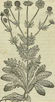 An illustration from Petri Andreae Matthioli Senensis serenissimi Principis Ferdinandi Archiducis Austriae & c., Medici, Commentarii secundo aucti : in libros sex Pedacii Dioscoridis Anazarbei de medica materia. Adiectis quàm plurimis plantarum, & animalium imaginibus quae in priore editione non habentur, eodem authore : his accessit eiusdem apologia adversus Amathum Lusitanum cum censura in eiusdem enarrationes (1558)