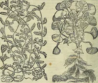 An illustration from Petri Andreae Matthioli Senensis serenissimi Principis Ferdinandi Archiducis Austriae & c., Medici, Commentarii secundo aucti : in libros sex Pedacii Dioscoridis Anazarbei de medica materia. Adiectis quàm plurimis plantarum, & animalium imaginibus quae in priore editione non habentur, eodem authore : his accessit eiusdem apologia adversus Amathum Lusitanum cum censura in eiusdem enarrationes (1558)