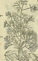 An illustration from Petri Andreae Matthioli Senensis serenissimi Principis Ferdinandi Archiducis Austriae & c., Medici, Commentarii secundo aucti : in libros sex Pedacii Dioscoridis Anazarbei de medica materia. Adiectis quàm plurimis plantarum, & animalium imaginibus quae in priore editione non habentur, eodem authore : his accessit eiusdem apologia adversus Amathum Lusitanum cum censura in eiusdem enarrationes (1558)
