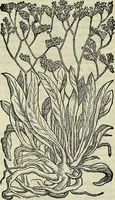 An illustration from Petri Andreae Matthioli Senensis serenissimi Principis Ferdinandi Archiducis Austriae & c., Medici, Commentarii secundo aucti : in libros sex Pedacii Dioscoridis Anazarbei de medica materia. Adiectis quàm plurimis plantarum, & animalium imaginibus quae in priore editione non habentur, eodem authore : his accessit eiusdem apologia adversus Amathum Lusitanum cum censura in eiusdem enarrationes (1558)