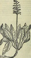 An illustration from Petri Andreae Matthioli Senensis serenissimi Principis Ferdinandi Archiducis Austriae & c., Medici, Commentarii secundo aucti : in libros sex Pedacii Dioscoridis Anazarbei de medica materia. Adiectis quàm plurimis plantarum, & animalium imaginibus quae in priore editione non habentur, eodem authore : his accessit eiusdem apologia adversus Amathum Lusitanum cum censura in eiusdem enarrationes (1558)