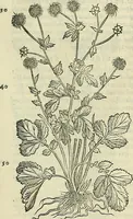 An illustration from Petri Andreae Matthioli Senensis serenissimi Principis Ferdinandi Archiducis Austriae & c., Medici, Commentarii secundo aucti : in libros sex Pedacii Dioscoridis Anazarbei de medica materia. Adiectis quàm plurimis plantarum, & animalium imaginibus quae in priore editione non habentur, eodem authore : his accessit eiusdem apologia adversus Amathum Lusitanum cum censura in eiusdem enarrationes (1558)