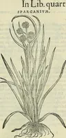 Picture 522 of 711 from Petri Andreae Matthioli Senensis serenissimi Principis Ferdinandi Archiducis Austriae & c., Medici, Commentarii secundo aucti : in libros sex Pedacii Dioscoridis Anazarbei de medica materia. Adiectis quàm plurimis plantarum, & animalium imaginibus quae in priore editione non habentur, eodem authore : his accessit eiusdem apologia adversus Amathum Lusitanum cum censura in eiusdem enarrationes (1558), leaf 602