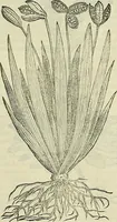 Picture 523 of 711 from Petri Andreae Matthioli Senensis serenissimi Principis Ferdinandi Archiducis Austriae & c., Medici, Commentarii secundo aucti : in libros sex Pedacii Dioscoridis Anazarbei de medica materia. Adiectis quàm plurimis plantarum, & animalium imaginibus quae in priore editione non habentur, eodem authore : his accessit eiusdem apologia adversus Amathum Lusitanum cum censura in eiusdem enarrationes (1558), leaf 602