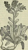 Picture 524 of 711 from Petri Andreae Matthioli Senensis serenissimi Principis Ferdinandi Archiducis Austriae & c., Medici, Commentarii secundo aucti : in libros sex Pedacii Dioscoridis Anazarbei de medica materia. Adiectis quàm plurimis plantarum, & animalium imaginibus quae in priore editione non habentur, eodem authore : his accessit eiusdem apologia adversus Amathum Lusitanum cum censura in eiusdem enarrationes (1558), leaf 603