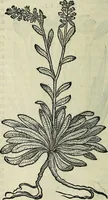 An illustration from Petri Andreae Matthioli Senensis serenissimi Principis Ferdinandi Archiducis Austriae & c., Medici, Commentarii secundo aucti : in libros sex Pedacii Dioscoridis Anazarbei de medica materia. Adiectis quàm plurimis plantarum, & animalium imaginibus quae in priore editione non habentur, eodem authore : his accessit eiusdem apologia adversus Amathum Lusitanum cum censura in eiusdem enarrationes (1558)