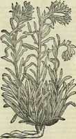 Picture 526 of 711 from Petri Andreae Matthioli Senensis serenissimi Principis Ferdinandi Archiducis Austriae & c., Medici, Commentarii secundo aucti : in libros sex Pedacii Dioscoridis Anazarbei de medica materia. Adiectis quàm plurimis plantarum, & animalium imaginibus quae in priore editione non habentur, eodem authore : his accessit eiusdem apologia adversus Amathum Lusitanum cum censura in eiusdem enarrationes (1558), leaf 604
