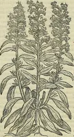 Picture 527 of 711 from Petri Andreae Matthioli Senensis serenissimi Principis Ferdinandi Archiducis Austriae & c., Medici, Commentarii secundo aucti : in libros sex Pedacii Dioscoridis Anazarbei de medica materia. Adiectis quàm plurimis plantarum, & animalium imaginibus quae in priore editione non habentur, eodem authore : his accessit eiusdem apologia adversus Amathum Lusitanum cum censura in eiusdem enarrationes (1558), leaf 605