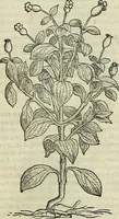 An illustration from Petri Andreae Matthioli Senensis serenissimi Principis Ferdinandi Archiducis Austriae & c., Medici, Commentarii secundo aucti : in libros sex Pedacii Dioscoridis Anazarbei de medica materia. Adiectis quàm plurimis plantarum, & animalium imaginibus quae in priore editione non habentur, eodem authore : his accessit eiusdem apologia adversus Amathum Lusitanum cum censura in eiusdem enarrationes (1558)
