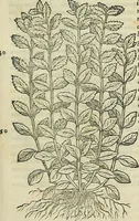 Picture 529 of 711 from Petri Andreae Matthioli Senensis serenissimi Principis Ferdinandi Archiducis Austriae & c., Medici, Commentarii secundo aucti : in libros sex Pedacii Dioscoridis Anazarbei de medica materia. Adiectis quàm plurimis plantarum, & animalium imaginibus quae in priore editione non habentur, eodem authore : his accessit eiusdem apologia adversus Amathum Lusitanum cum censura in eiusdem enarrationes (1558), leaf 606