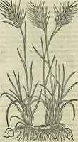 Picture 530 of 711 from Petri Andreae Matthioli Senensis serenissimi Principis Ferdinandi Archiducis Austriae & c., Medici, Commentarii secundo aucti : in libros sex Pedacii Dioscoridis Anazarbei de medica materia. Adiectis quàm plurimis plantarum, & animalium imaginibus quae in priore editione non habentur, eodem authore : his accessit eiusdem apologia adversus Amathum Lusitanum cum censura in eiusdem enarrationes (1558), leaf 607