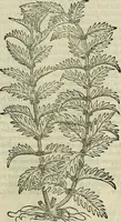 Picture 531 of 711 from Petri Andreae Matthioli Senensis serenissimi Principis Ferdinandi Archiducis Austriae & c., Medici, Commentarii secundo aucti : in libros sex Pedacii Dioscoridis Anazarbei de medica materia. Adiectis quàm plurimis plantarum, & animalium imaginibus quae in priore editione non habentur, eodem authore : his accessit eiusdem apologia adversus Amathum Lusitanum cum censura in eiusdem enarrationes (1558), leaf 608