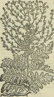 Picture 532 of 711 from Petri Andreae Matthioli Senensis serenissimi Principis Ferdinandi Archiducis Austriae & c., Medici, Commentarii secundo aucti : in libros sex Pedacii Dioscoridis Anazarbei de medica materia. Adiectis quàm plurimis plantarum, & animalium imaginibus quae in priore editione non habentur, eodem authore : his accessit eiusdem apologia adversus Amathum Lusitanum cum censura in eiusdem enarrationes (1558), leaf 608