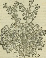 Picture 533 of 711 from Petri Andreae Matthioli Senensis serenissimi Principis Ferdinandi Archiducis Austriae & c., Medici, Commentarii secundo aucti : in libros sex Pedacii Dioscoridis Anazarbei de medica materia. Adiectis quàm plurimis plantarum, & animalium imaginibus quae in priore editione non habentur, eodem authore : his accessit eiusdem apologia adversus Amathum Lusitanum cum censura in eiusdem enarrationes (1558), leaf 608
