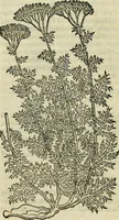 Picture 534 of 711 from Petri Andreae Matthioli Senensis serenissimi Principis Ferdinandi Archiducis Austriae & c., Medici, Commentarii secundo aucti : in libros sex Pedacii Dioscoridis Anazarbei de medica materia. Adiectis quàm plurimis plantarum, & animalium imaginibus quae in priore editione non habentur, eodem authore : his accessit eiusdem apologia adversus Amathum Lusitanum cum censura in eiusdem enarrationes (1558), leaf 609