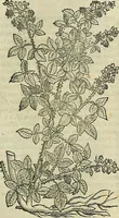 Picture 535 of 711 from Petri Andreae Matthioli Senensis serenissimi Principis Ferdinandi Archiducis Austriae & c., Medici, Commentarii secundo aucti : in libros sex Pedacii Dioscoridis Anazarbei de medica materia. Adiectis quàm plurimis plantarum, & animalium imaginibus quae in priore editione non habentur, eodem authore : his accessit eiusdem apologia adversus Amathum Lusitanum cum censura in eiusdem enarrationes (1558), leaf 610