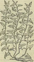 Picture 536 of 711 from Petri Andreae Matthioli Senensis serenissimi Principis Ferdinandi Archiducis Austriae & c., Medici, Commentarii secundo aucti : in libros sex Pedacii Dioscoridis Anazarbei de medica materia. Adiectis quàm plurimis plantarum, & animalium imaginibus quae in priore editione non habentur, eodem authore : his accessit eiusdem apologia adversus Amathum Lusitanum cum censura in eiusdem enarrationes (1558), leaf 611