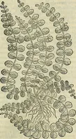 Picture 537 of 711 from Petri Andreae Matthioli Senensis serenissimi Principis Ferdinandi Archiducis Austriae & c., Medici, Commentarii secundo aucti : in libros sex Pedacii Dioscoridis Anazarbei de medica materia. Adiectis quàm plurimis plantarum, & animalium imaginibus quae in priore editione non habentur, eodem authore : his accessit eiusdem apologia adversus Amathum Lusitanum cum censura in eiusdem enarrationes (1558), leaf 612