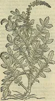 Picture 538 of 711 from Petri Andreae Matthioli Senensis serenissimi Principis Ferdinandi Archiducis Austriae & c., Medici, Commentarii secundo aucti : in libros sex Pedacii Dioscoridis Anazarbei de medica materia. Adiectis quàm plurimis plantarum, & animalium imaginibus quae in priore editione non habentur, eodem authore : his accessit eiusdem apologia adversus Amathum Lusitanum cum censura in eiusdem enarrationes (1558), leaf 612
