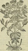 Picture 539 of 711 from Petri Andreae Matthioli Senensis serenissimi Principis Ferdinandi Archiducis Austriae & c., Medici, Commentarii secundo aucti : in libros sex Pedacii Dioscoridis Anazarbei de medica materia. Adiectis quàm plurimis plantarum, & animalium imaginibus quae in priore editione non habentur, eodem authore : his accessit eiusdem apologia adversus Amathum Lusitanum cum censura in eiusdem enarrationes (1558), leaf 613