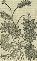 Picture 540 of 711 from Petri Andreae Matthioli Senensis serenissimi Principis Ferdinandi Archiducis Austriae & c., Medici, Commentarii secundo aucti : in libros sex Pedacii Dioscoridis Anazarbei de medica materia. Adiectis quàm plurimis plantarum, & animalium imaginibus quae in priore editione non habentur, eodem authore : his accessit eiusdem apologia adversus Amathum Lusitanum cum censura in eiusdem enarrationes (1558), leaf 613