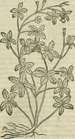 An illustration from Petri Andreae Matthioli Senensis serenissimi Principis Ferdinandi Archiducis Austriae & c., Medici, Commentarii secundo aucti : in libros sex Pedacii Dioscoridis Anazarbei de medica materia. Adiectis quàm plurimis plantarum, & animalium imaginibus quae in priore editione non habentur, eodem authore : his accessit eiusdem apologia adversus Amathum Lusitanum cum censura in eiusdem enarrationes (1558)