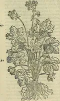An illustration from Petri Andreae Matthioli Senensis serenissimi Principis Ferdinandi Archiducis Austriae & c., Medici, Commentarii secundo aucti : in libros sex Pedacii Dioscoridis Anazarbei de medica materia. Adiectis quàm plurimis plantarum, & animalium imaginibus quae in priore editione non habentur, eodem authore : his accessit eiusdem apologia adversus Amathum Lusitanum cum censura in eiusdem enarrationes (1558)