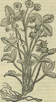 An illustration from Petri Andreae Matthioli Senensis serenissimi Principis Ferdinandi Archiducis Austriae & c., Medici, Commentarii secundo aucti : in libros sex Pedacii Dioscoridis Anazarbei de medica materia. Adiectis quàm plurimis plantarum, & animalium imaginibus quae in priore editione non habentur, eodem authore : his accessit eiusdem apologia adversus Amathum Lusitanum cum censura in eiusdem enarrationes (1558)